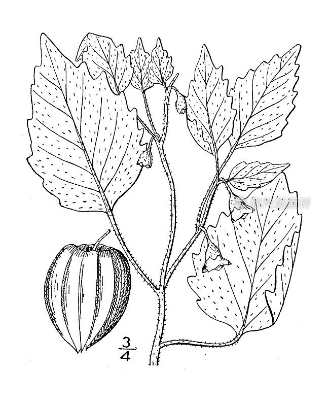 古董植物学植物插图:Physalis Lagascae，小花樱桃